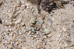 Oreonana clementis