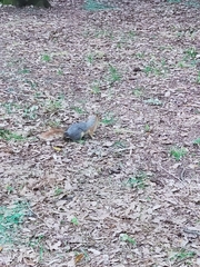 Sciurus anomalus