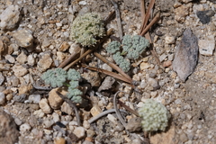 Oreonana clementis