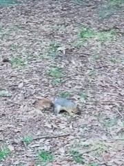 Sciurus anomalus