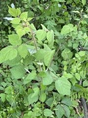 Rubus phoenicolasius