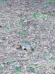 Sciurus anomalus