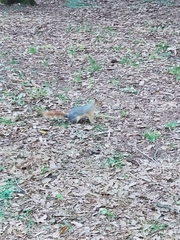 Sciurus anomalus
