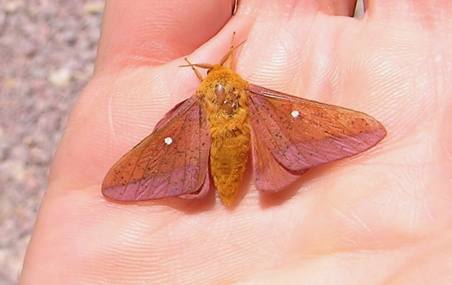 Manitoba Oakworm Moth in July 2005 by Loren J. Padelford · iNaturalist