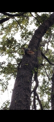 Sciurus anomalus