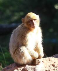 Macaca sylvanus