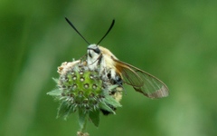 Hemaris tityus