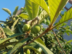 Eriobotrya japonica