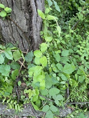 Lonicera japonica