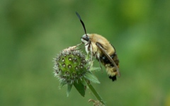 Hemaris tityus