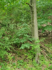 Acer platanoides
