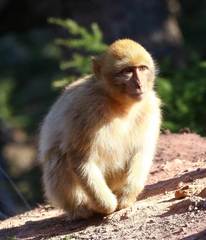 Macaca sylvanus