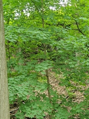Acer platanoides