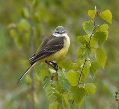 Motacilla flava