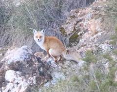 Vulpes vulpes barbara