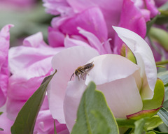Andrena nasonii