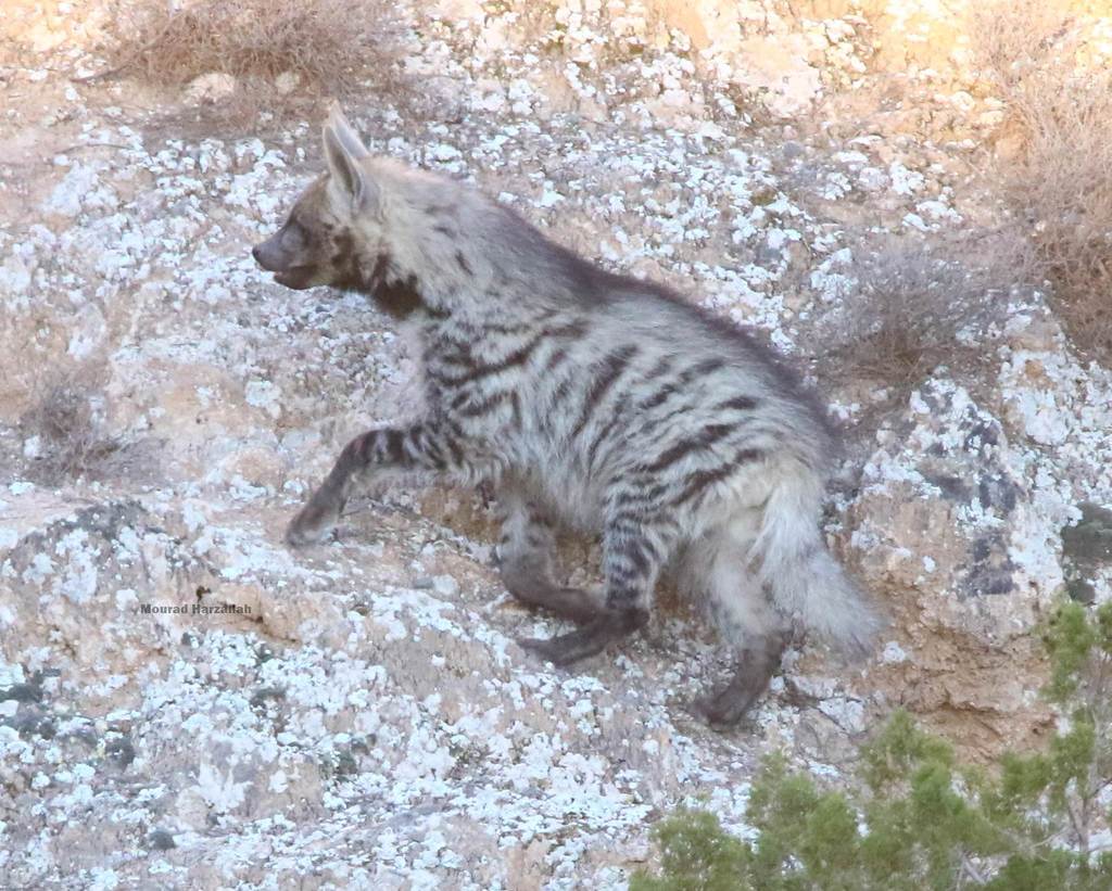 Striped Hyaena