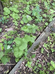 Alliaria petiolata