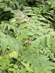 Ailanthus altissima
