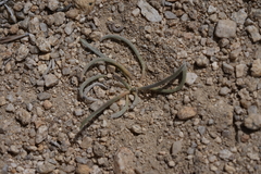 Ivesia santolinoides