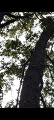 Sciurus anomalus