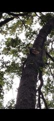 Sciurus anomalus