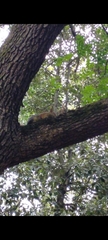 Sciurus anomalus