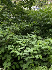Reynoutria japonica