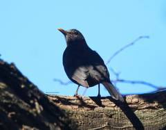 Turdus merula