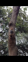 Sciurus anomalus