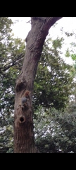 Sciurus anomalus