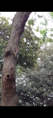 Sciurus anomalus