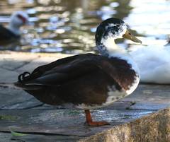 Anas platyrhynchos domesticus