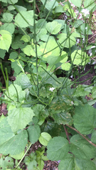 Alliaria petiolata