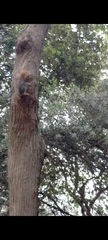 Sciurus anomalus
