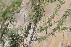 Auriparus flaviceps