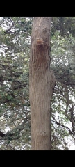 Sciurus anomalus