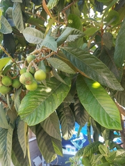 Eriobotrya japonica