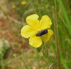 Acmaeoderini