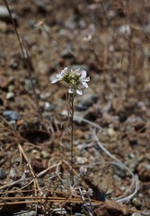 Hesperolinon disjunctum