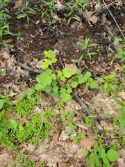 Rubus phoenicolasius