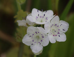 Phacelia hirsuta