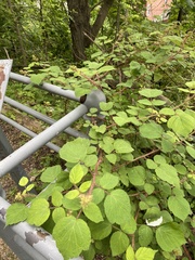 Rubus phoenicolasius