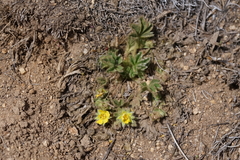 Potentilla wheeleri
