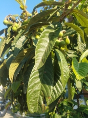 Eriobotrya japonica