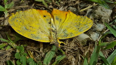 Phoebis neocypris