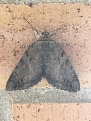 Catocala agrippina