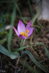 Tulipa humilis