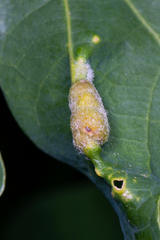 Macrodiplosis niveipila