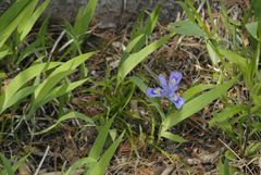 Iris lacustris